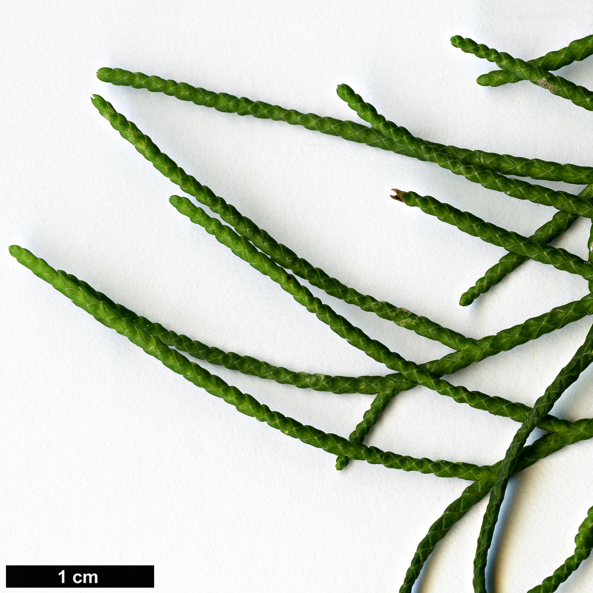 High resolution image: Family: Cupressaceae - Genus: Cupressus - Taxon: duclouxiana